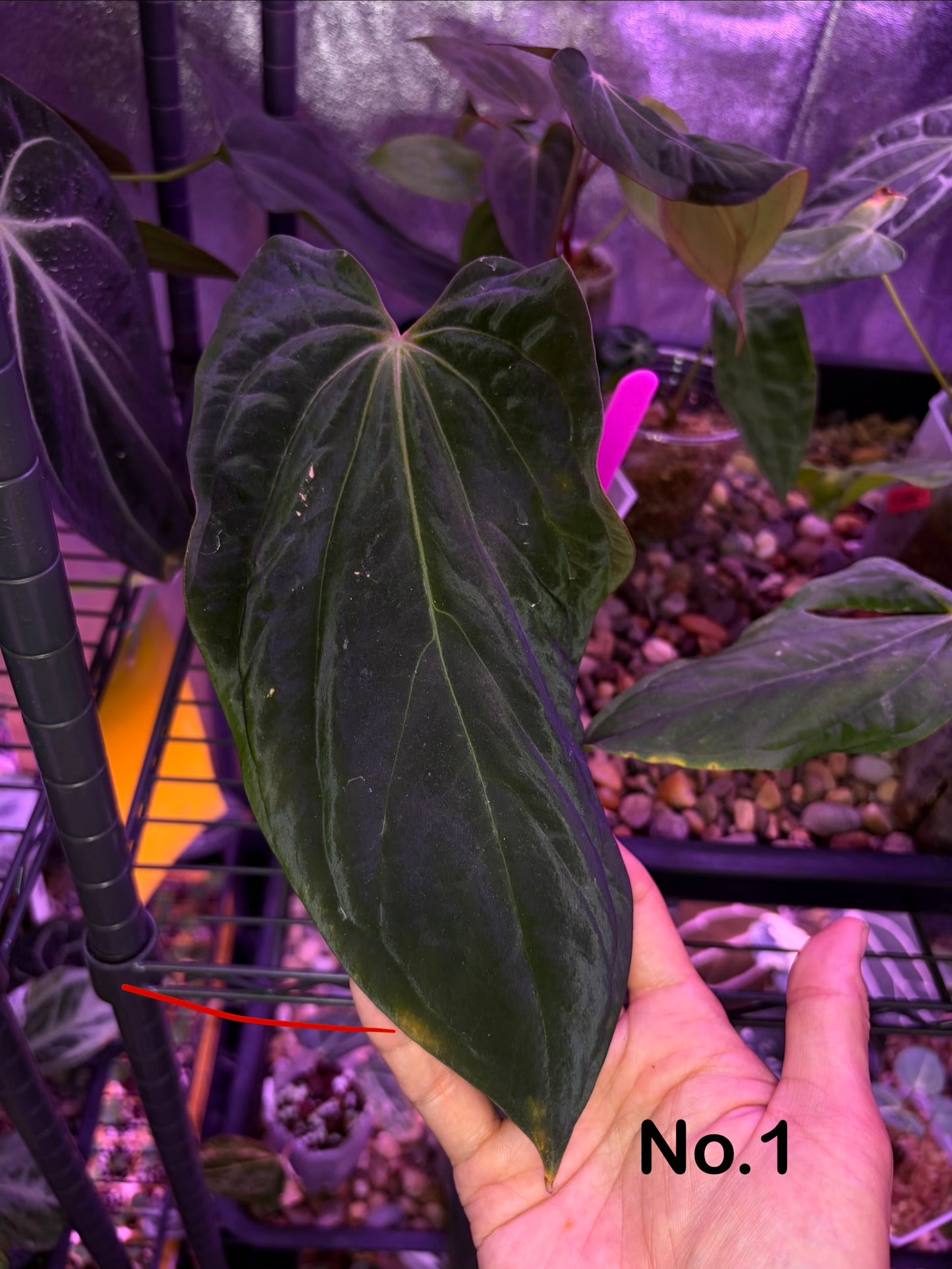 Anthurium BVEP (OG1 × RA1)