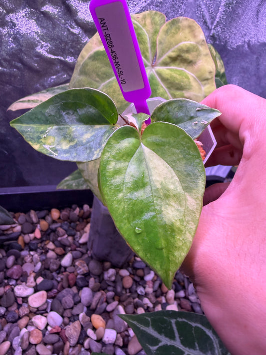 Anthurium papillilaminum var. × luxurians