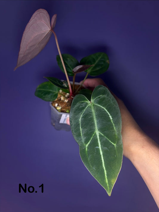 Anthurium Forgetii × Carlablackiae