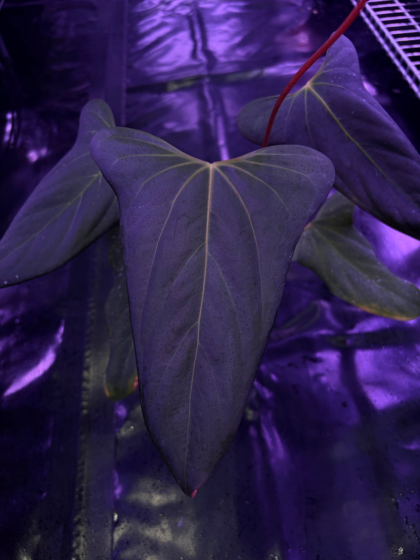 Anthurium ‘Black war’ (‘Black Sweet’ × Warocqueanum) - mother plant