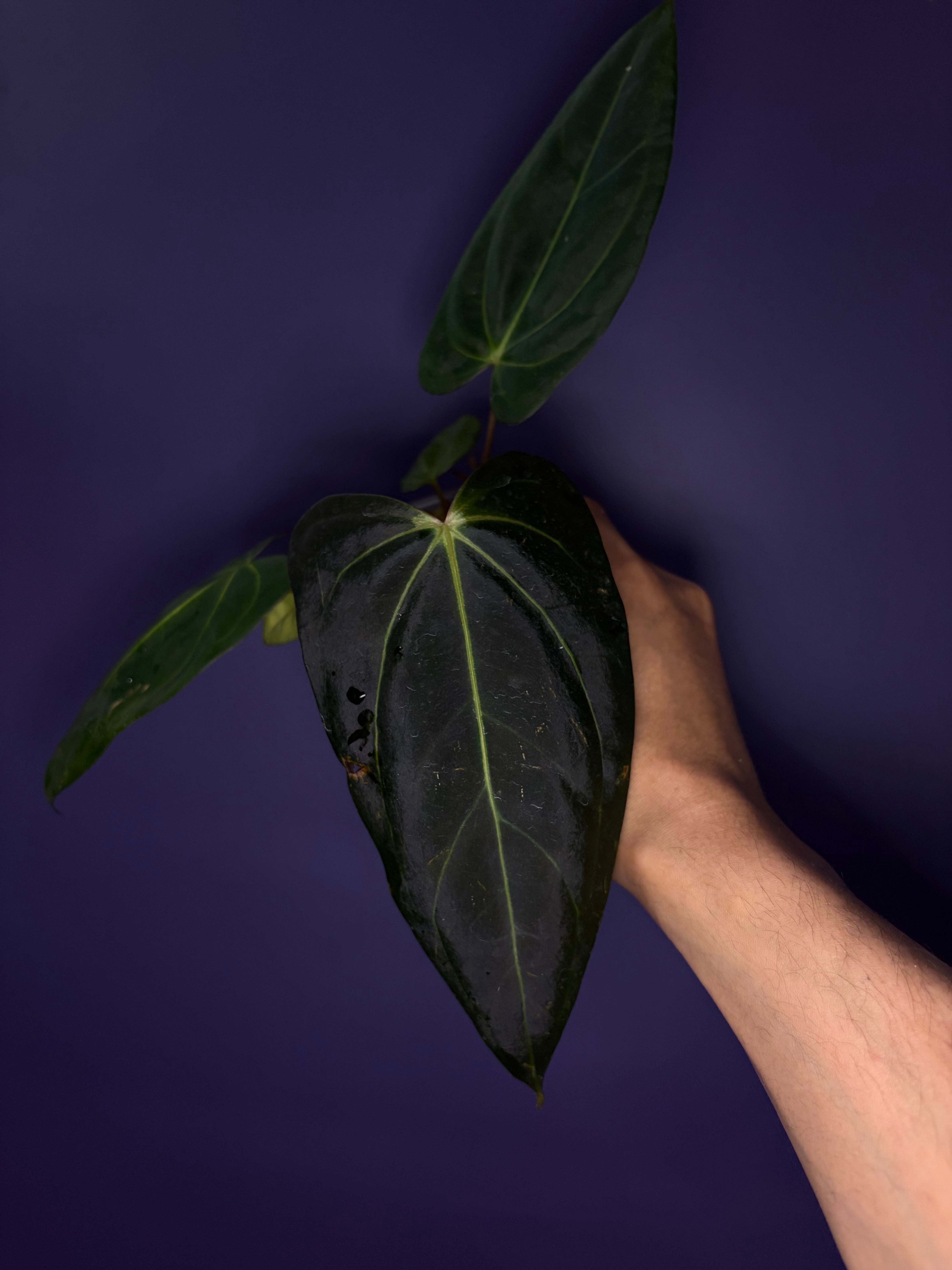 Anthurium carlablackiae × 'Indo Portillae' – Secret Foliage