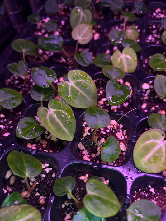 Seedling: carlablackiae (OG5×RA4 × RA6×10)