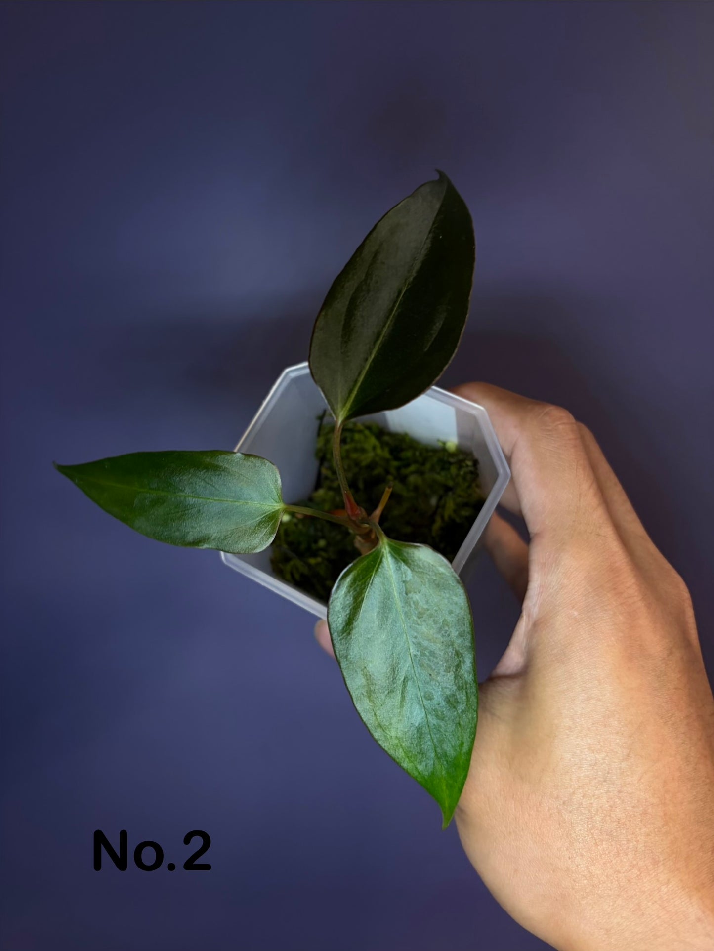 Anthurium ‘Black Sweet’ SF2