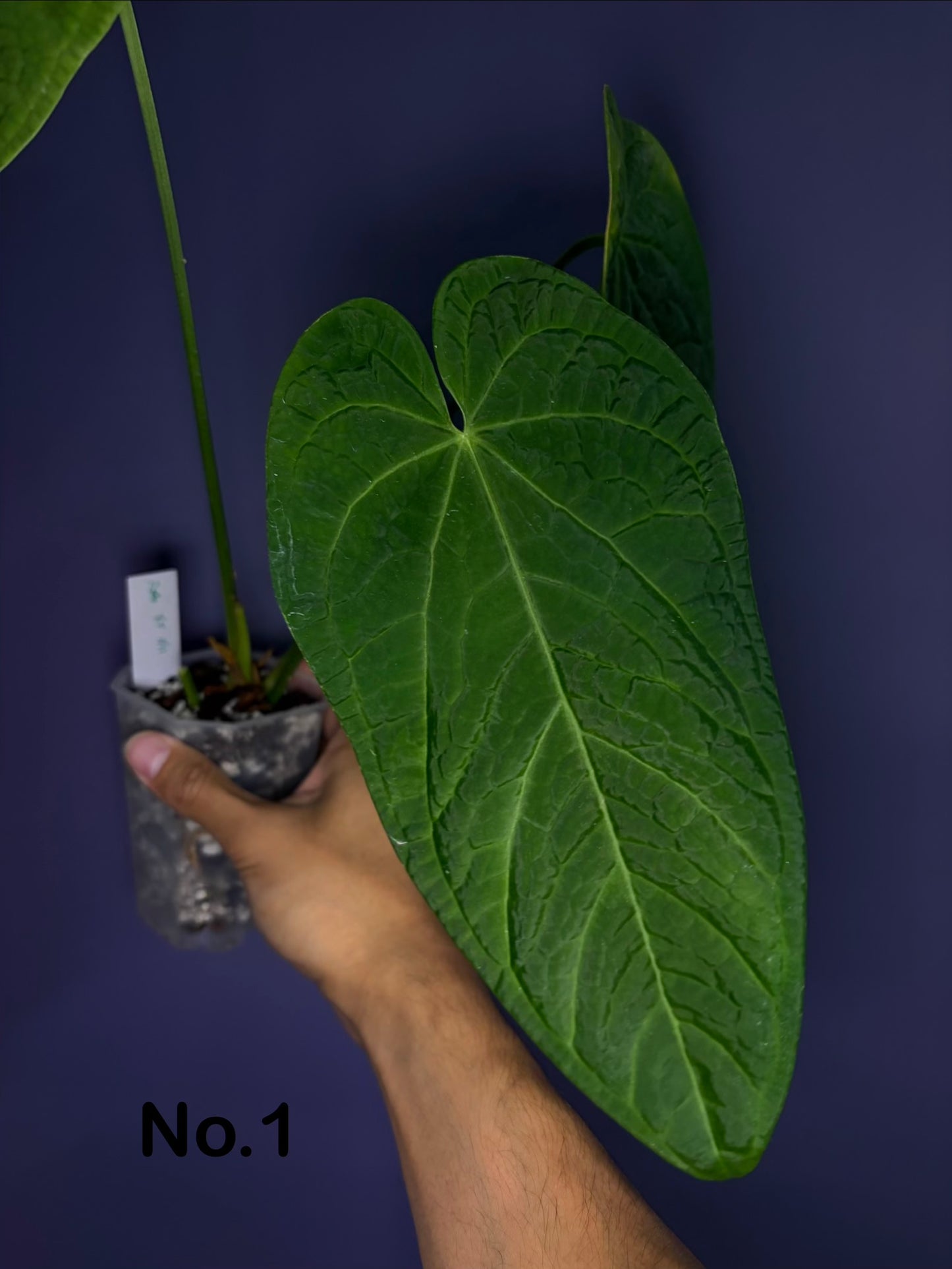Anthurium rotolanteum - clone