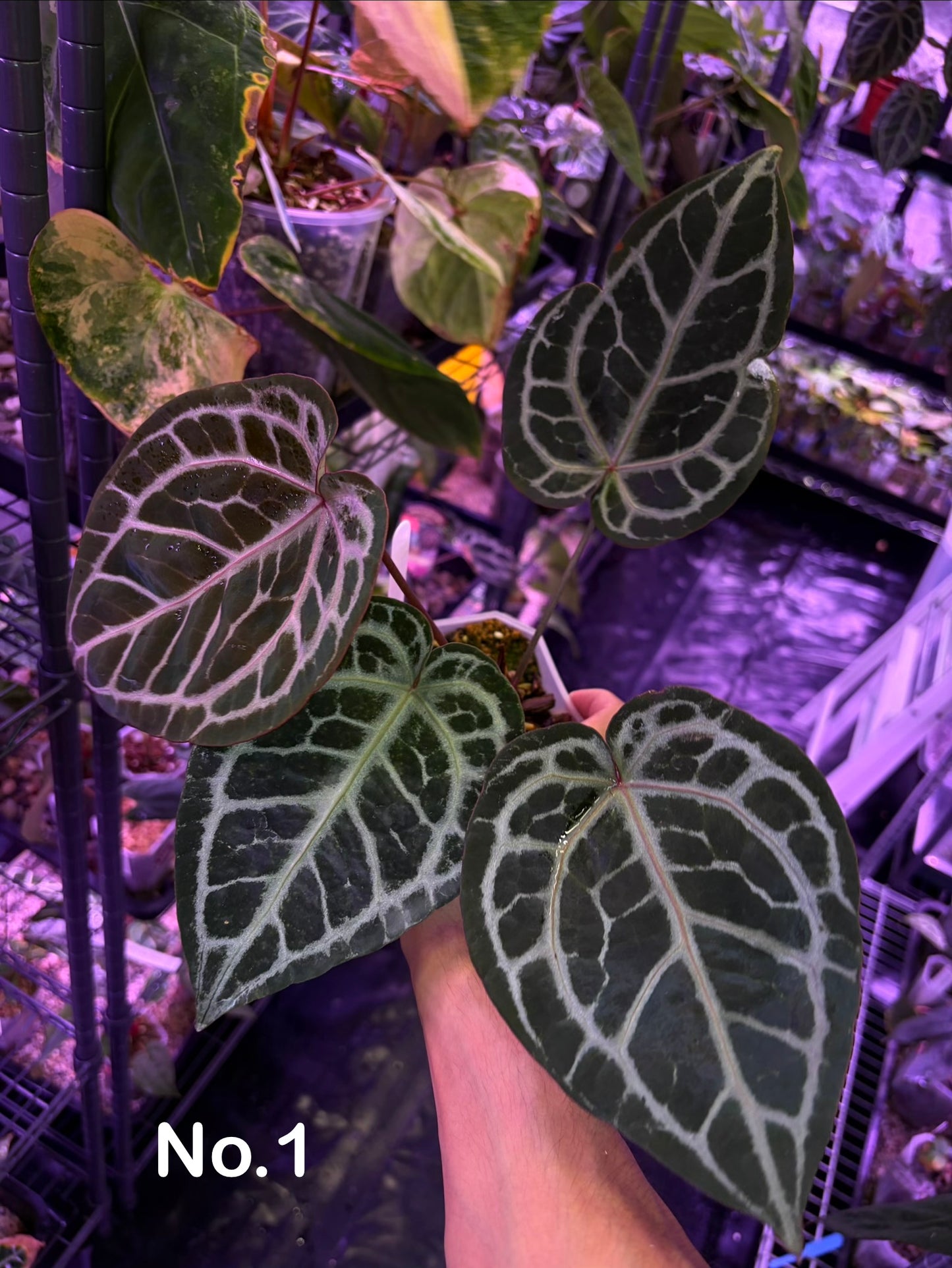 DocBlock Minerva '20' × Michelle '10'