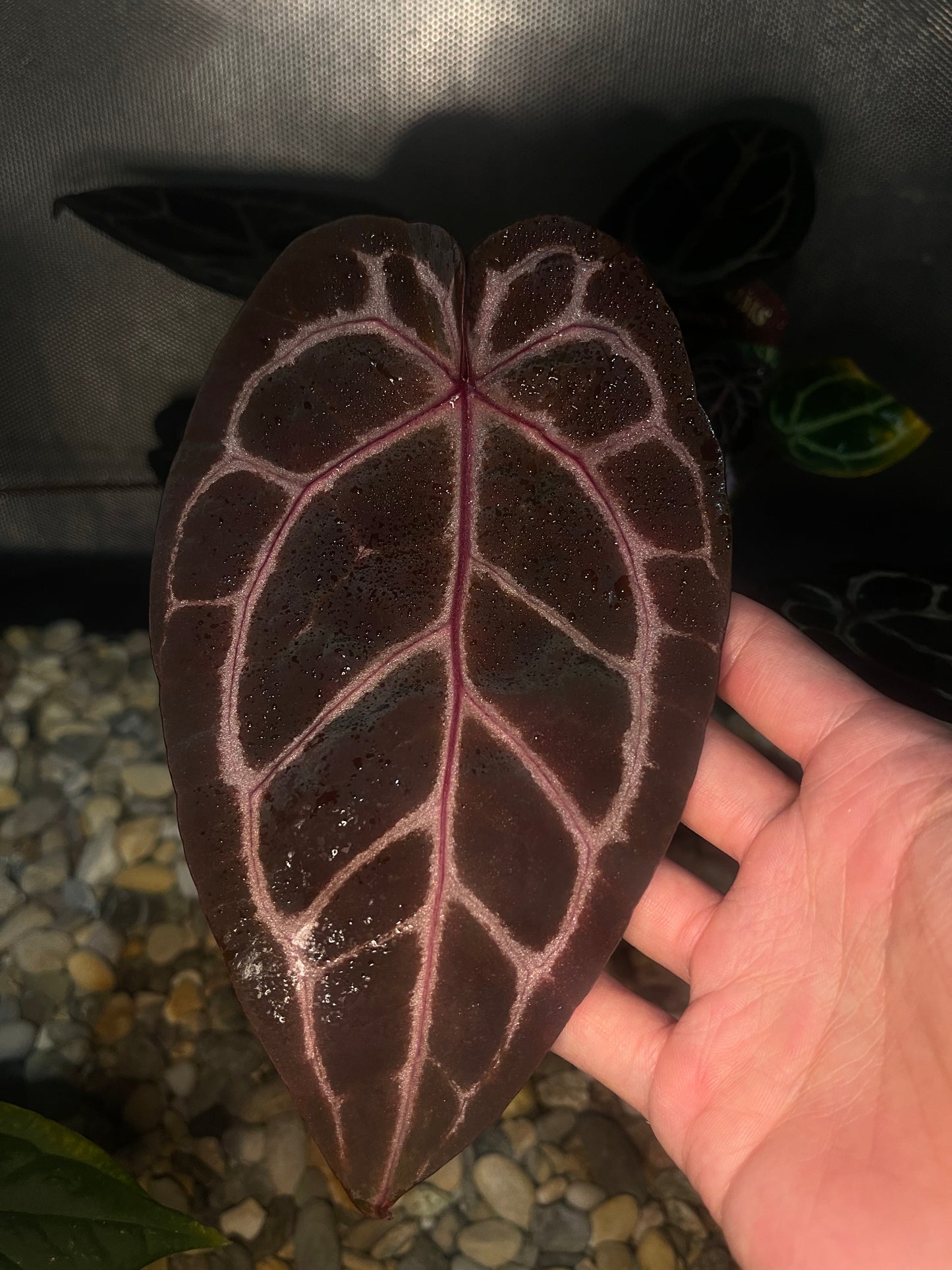 Docblock Brown Derby® '39' X Home Sweet Home® '32' (selected)