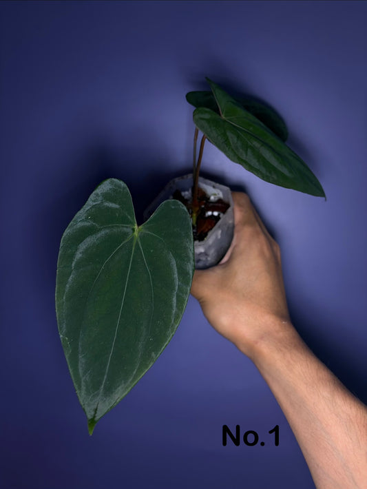 Anthurium papillilaminum ‘Daniel’ - OG clone