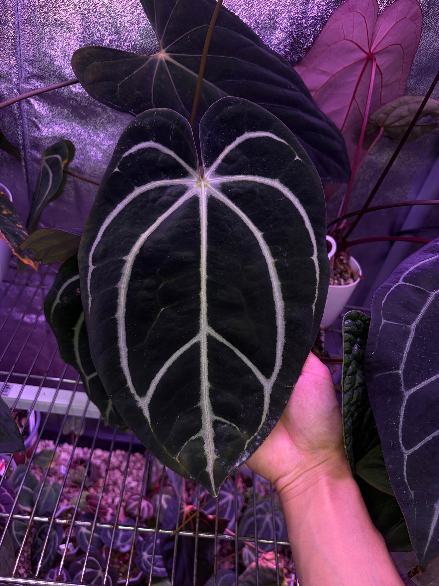 Anthurium carlablackiae #3