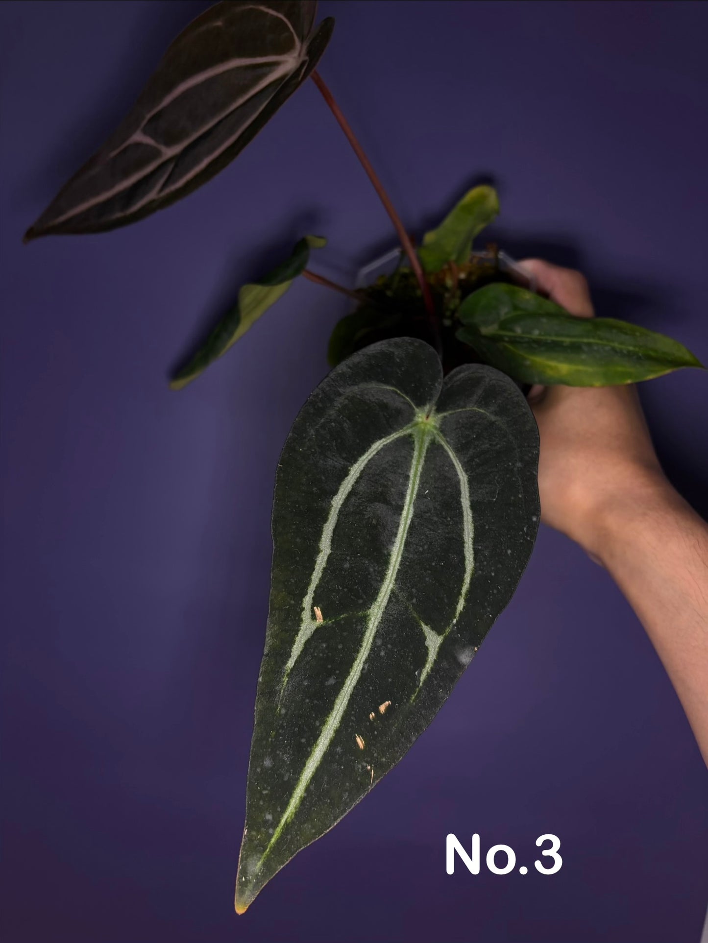 Anthurium carlablackiae (selected)