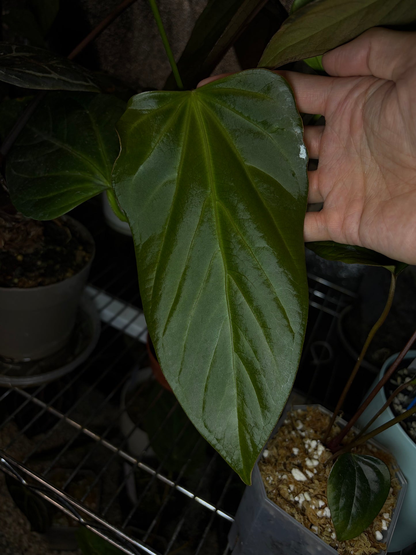 Anthurium Rioclaroense wild hybrid clone (JV)