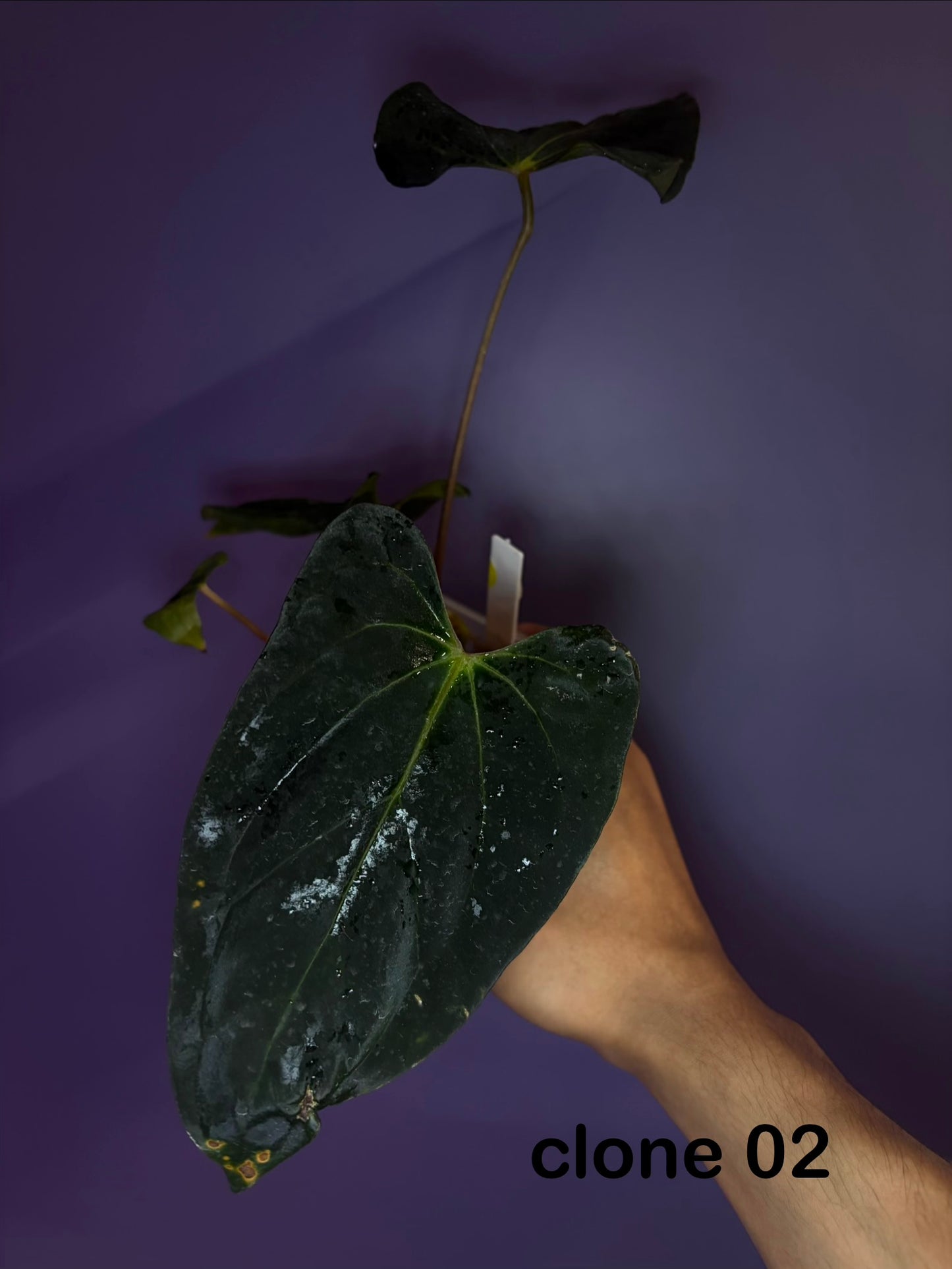Anthurium papillilaminum ‘Vanderbilt’ - clone