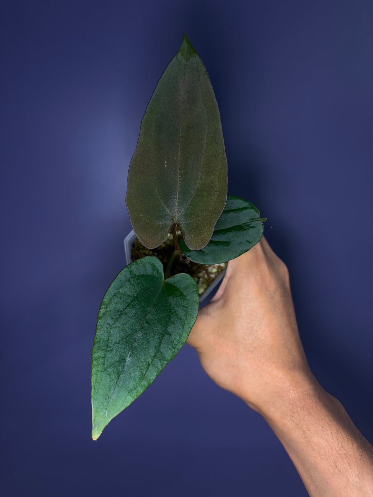 Anthurium (Papillilaminum RL × FS) × dressleri RG F2