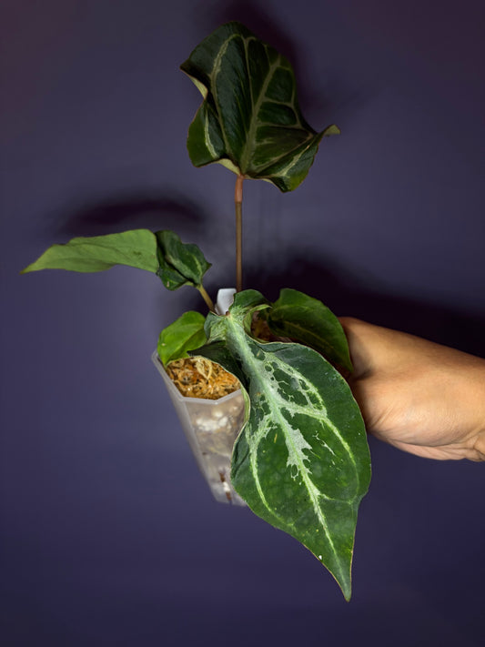 Anthurium Magnificum × (‘Zara’ × ‘Michelle’) ‘blisters’ mutated