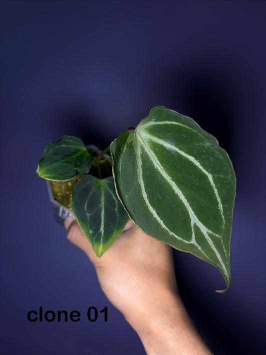 Anthurium King of Spades (HU) 'butterfly’ #4