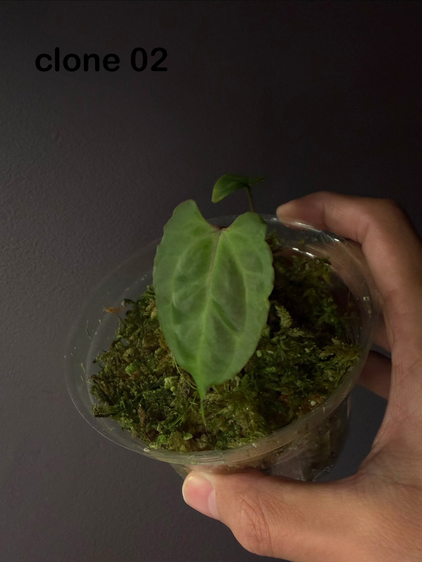 Anthurium besseae aff. (wide form #1) - clone