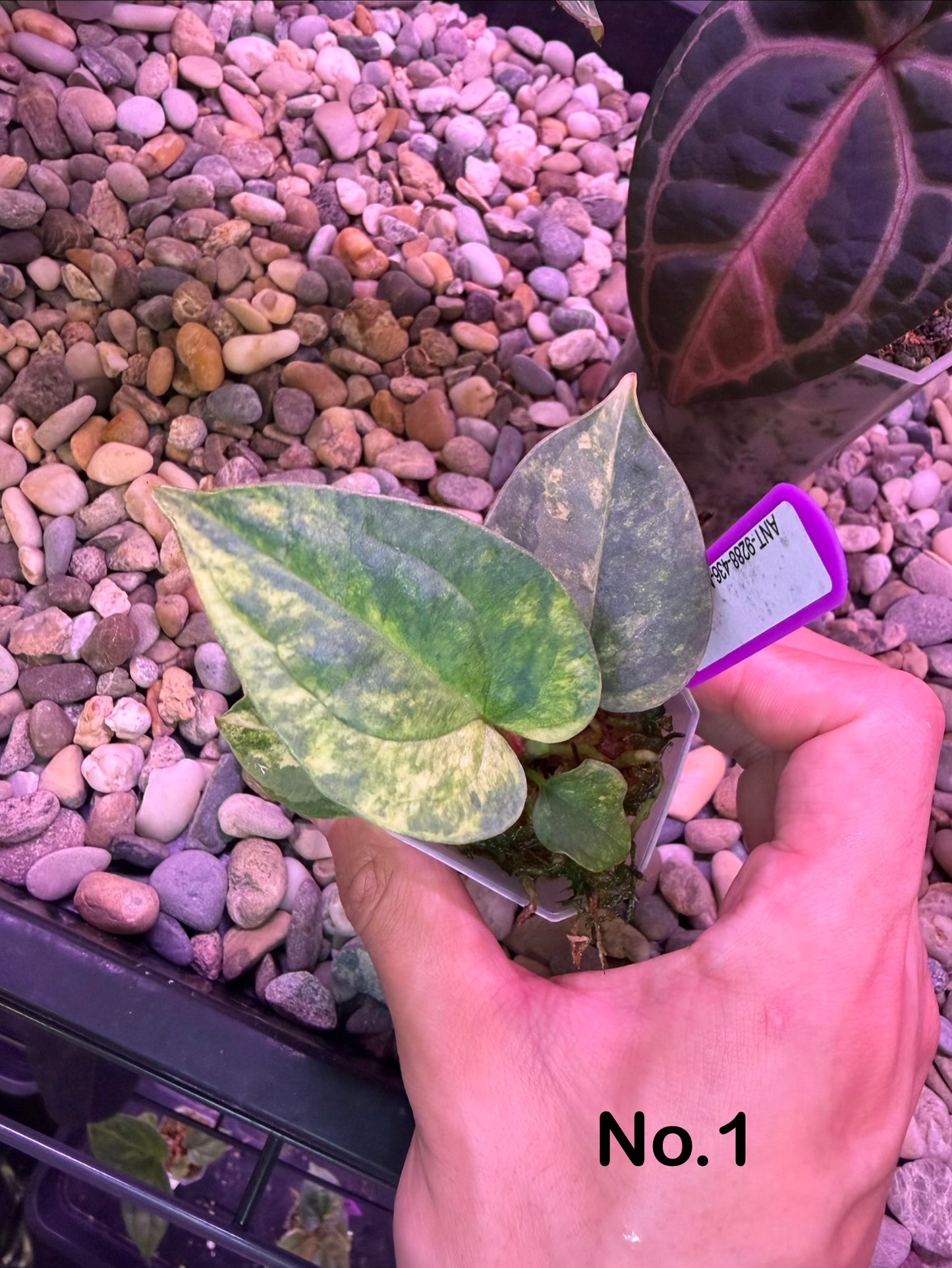 Anthurium papillilaminum var. × luxurians