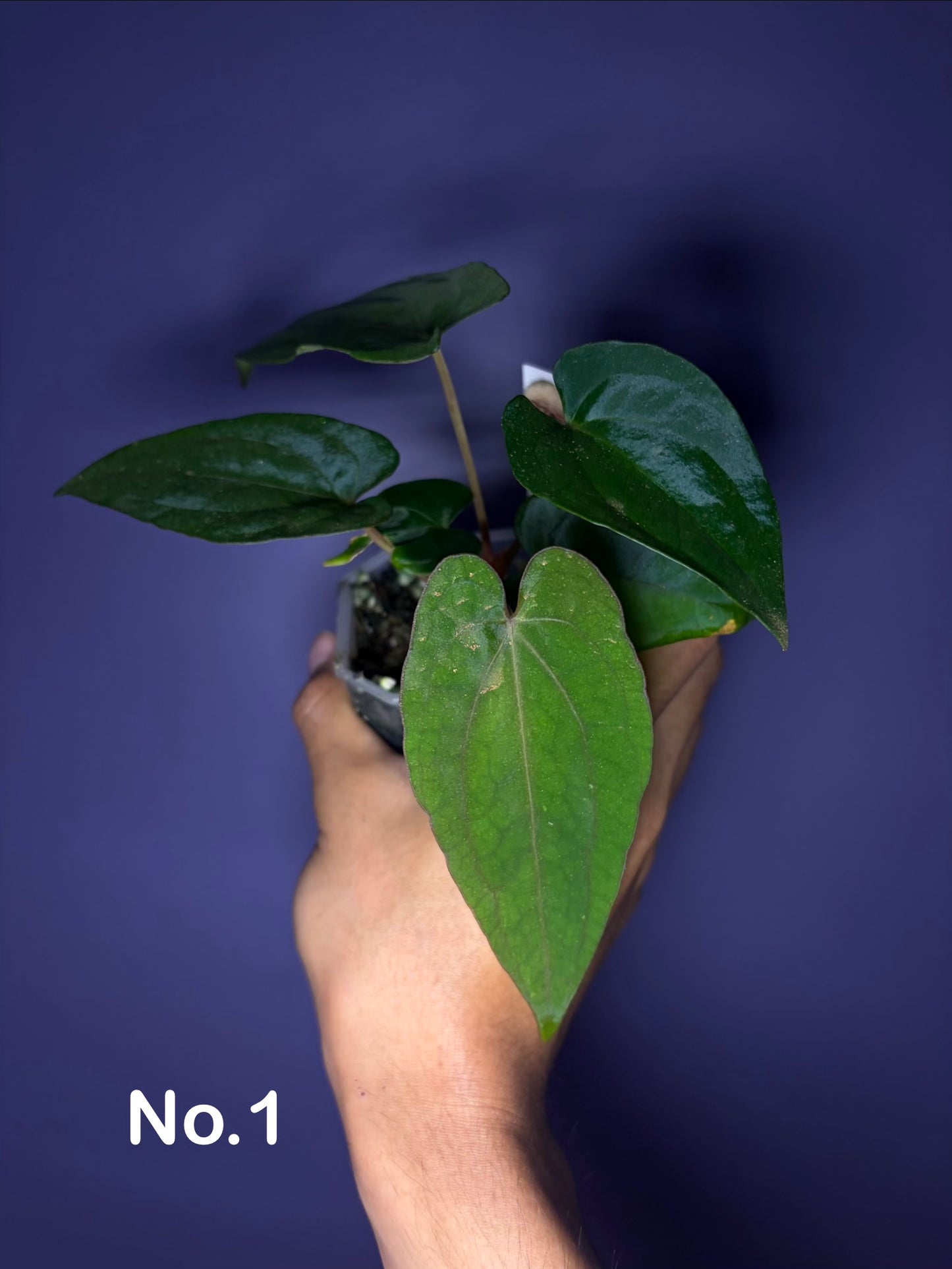 Anthurium dressleri RG F2 × RVDP