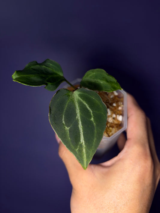 Anthurium King of Spades (HU) 'butterfly’ #4