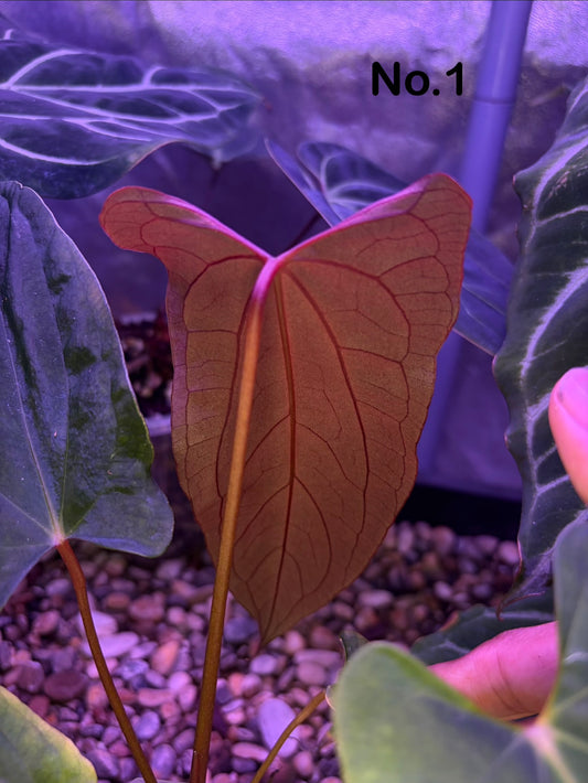 Anthurium papillilaminum ‘Ralph Lynam’ S1