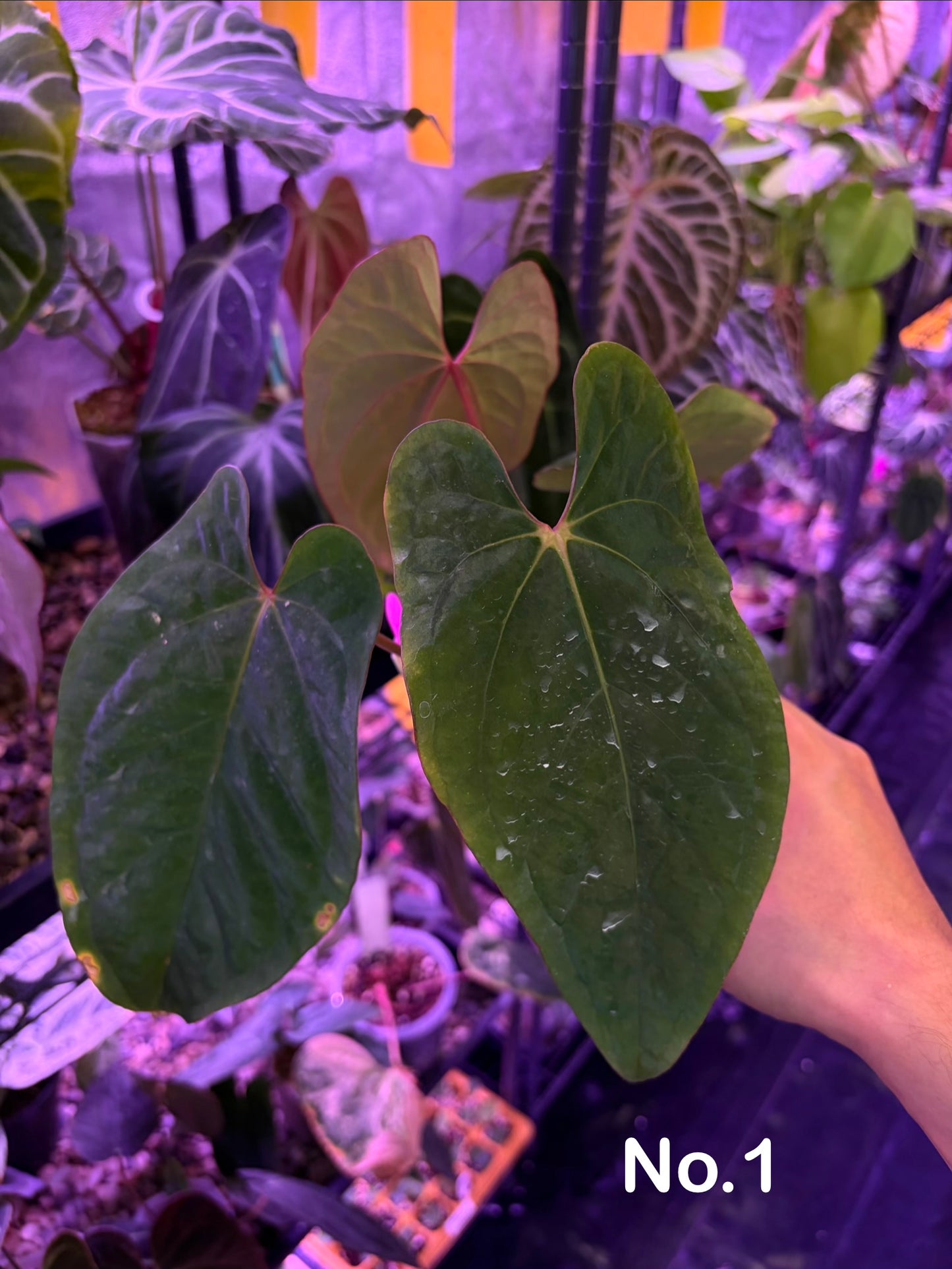 Anthurium kunayalense PM5 × Pap ‘Swampbunny’