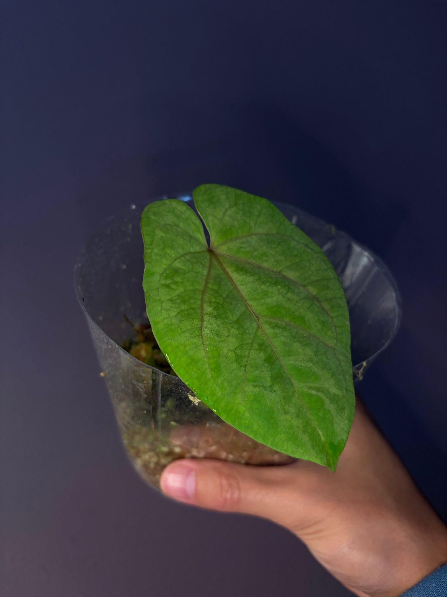 Anthurium ‘Red Vein Dark Phoenix’ × kunayalense