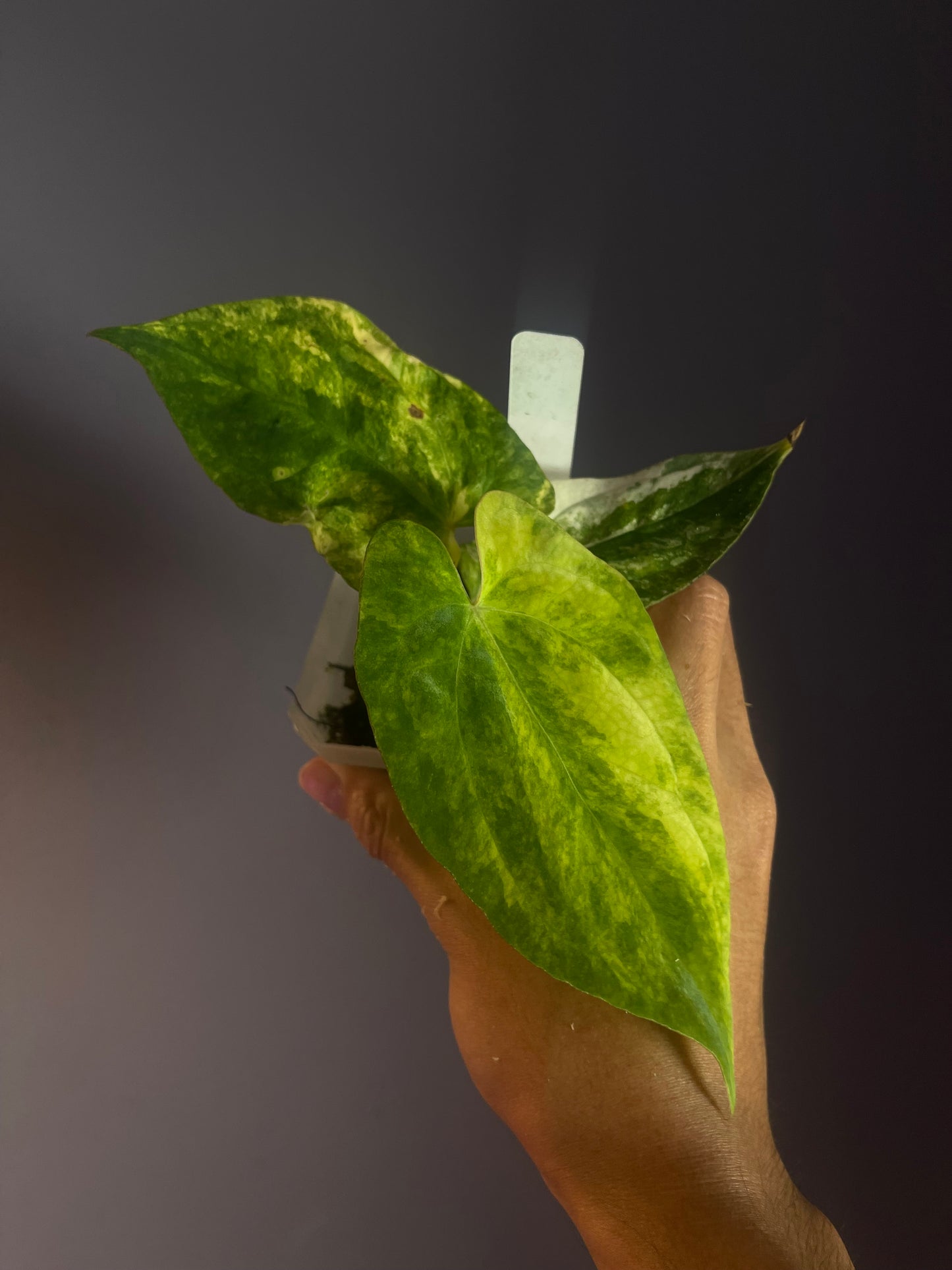 Anthurium papillilaminum var. x (Fort Sherman x Ralph Lynam)