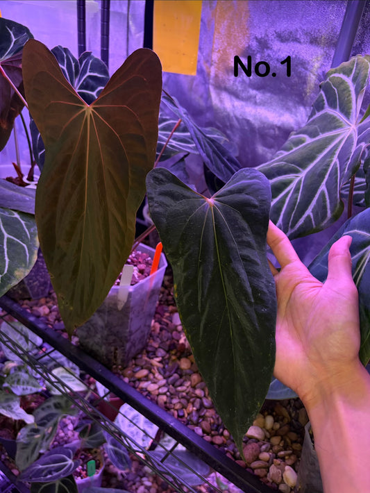 Anthurium papillilaminum ‘Ralph Lynam’ S1 (selected #9) - mother plant