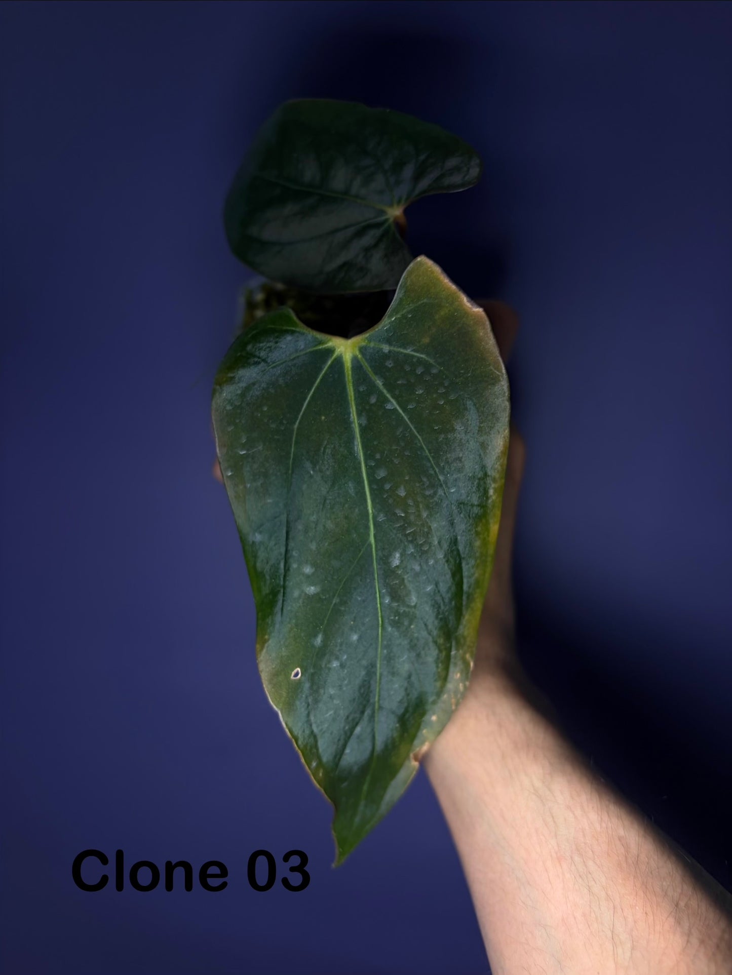 Anthurium papillilaminum ‘Ralph Lynam’ × self (selected #1)