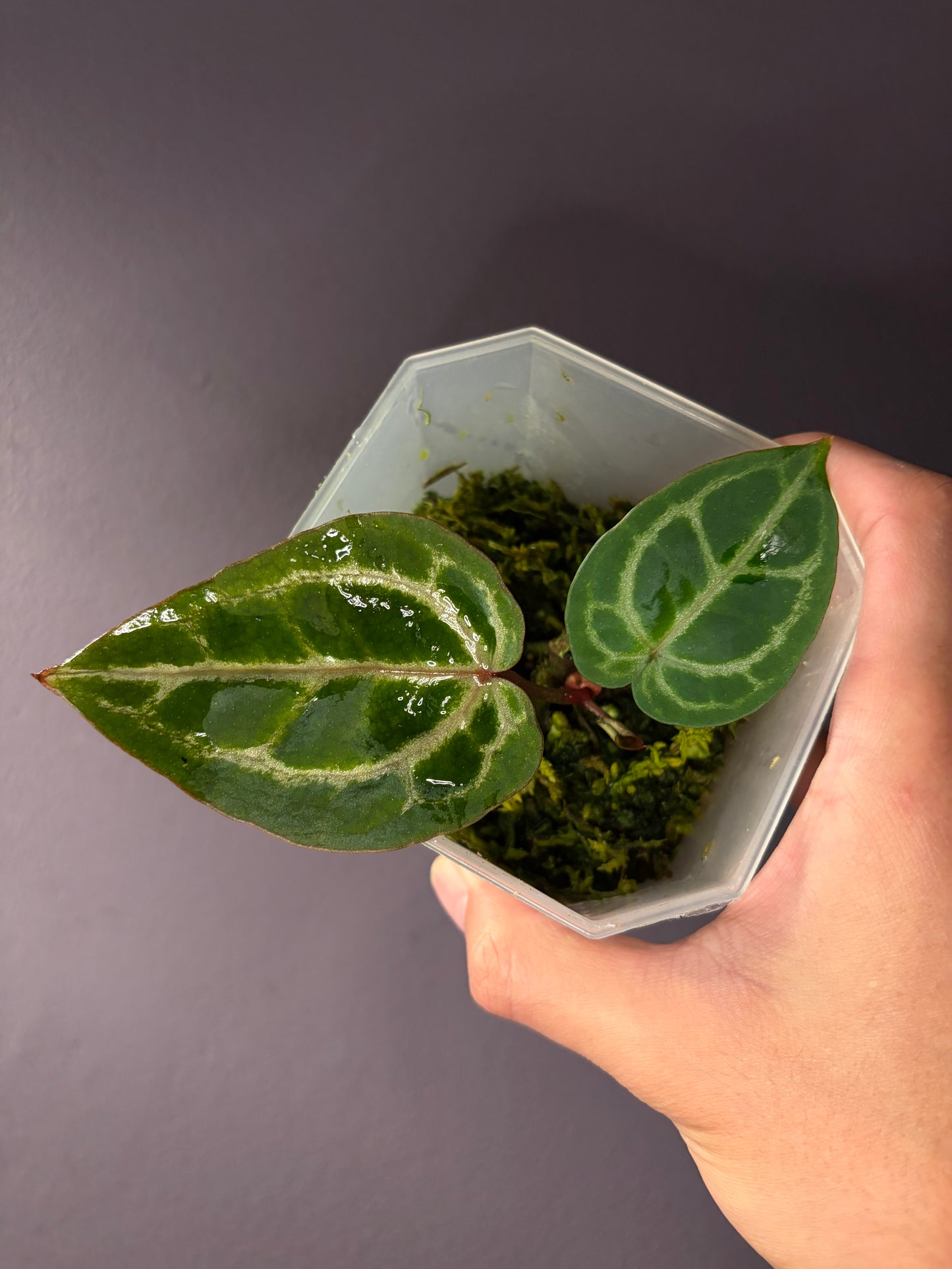 Docblock Zara ‘33’ x Home, sweet home ‘32’ (selected #1)