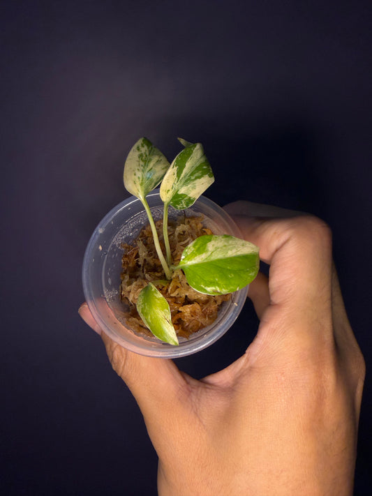 Monstera mint variegata