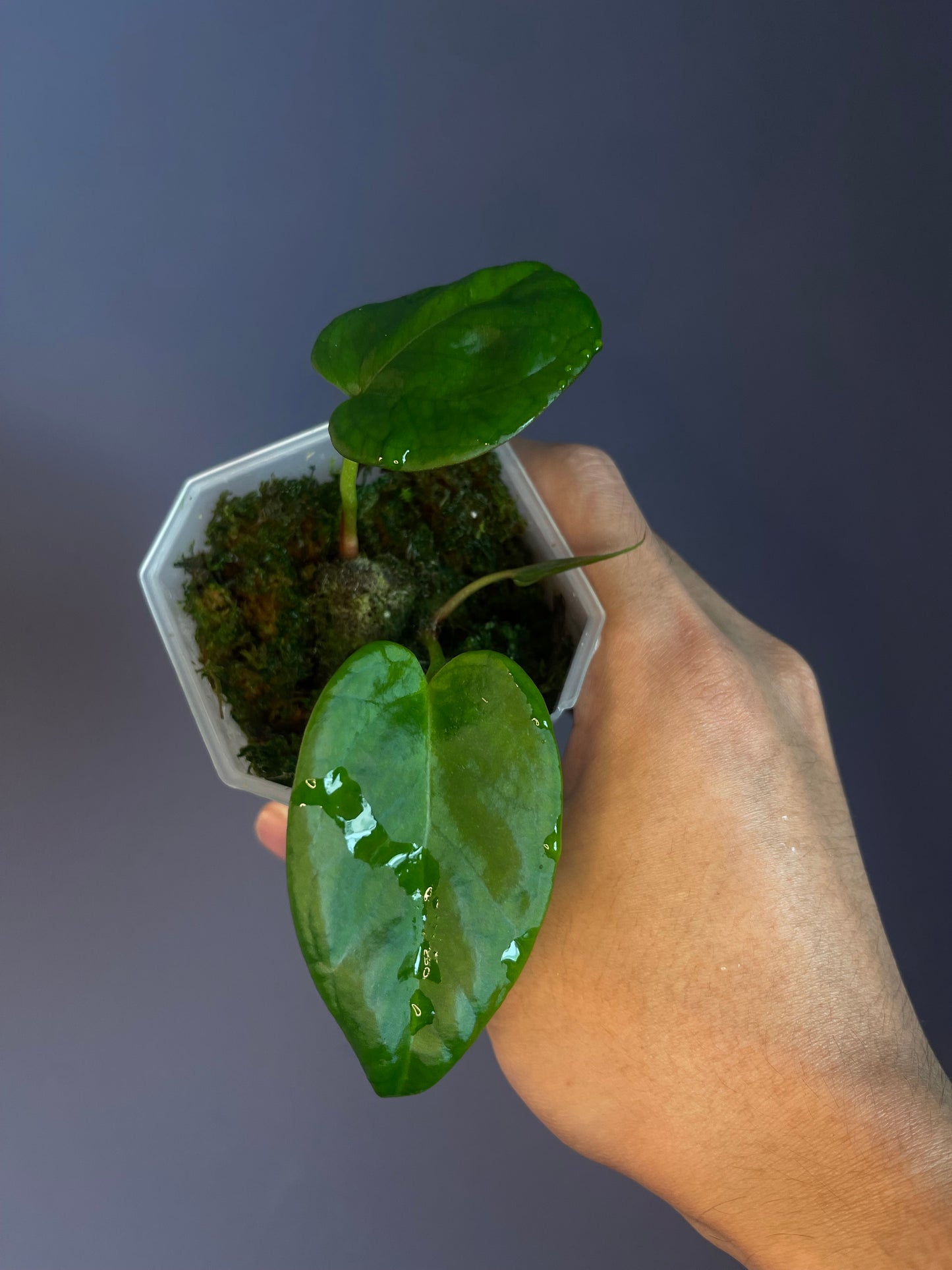 Docblock Dark & handsome ‘9’ x Dark & handsome ‘9’ (selected)