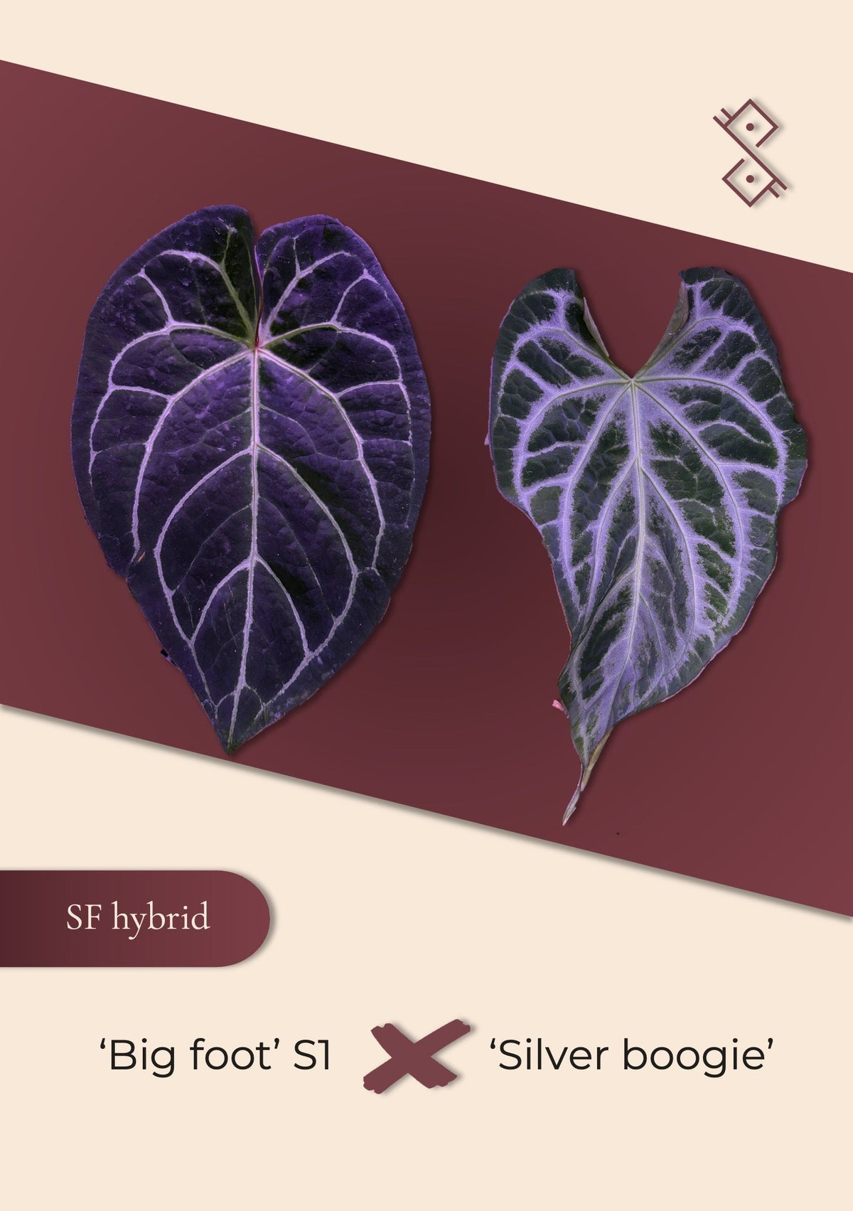 'Bigfoot' S1 × ‘Silver boogie’ - selected