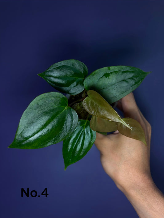 Anthurium portillae ‘NSE’ × ‘Indo portillae’