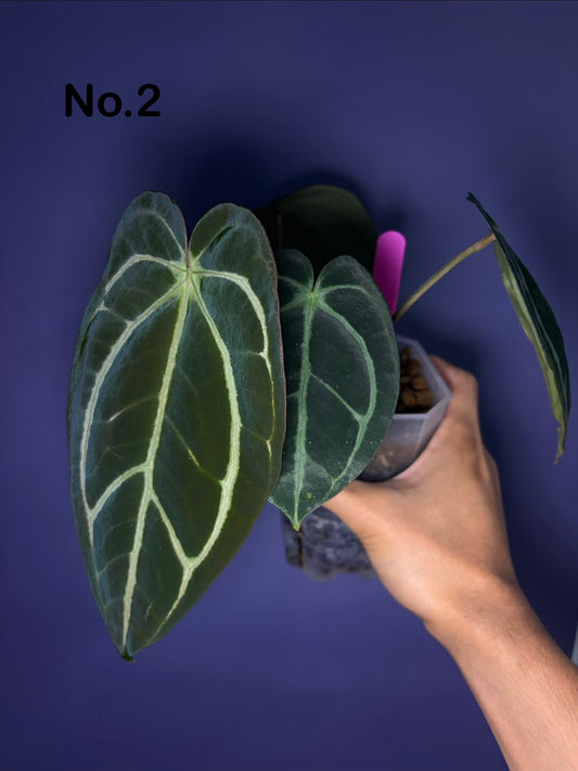 Anthurium carlablackiae - selected