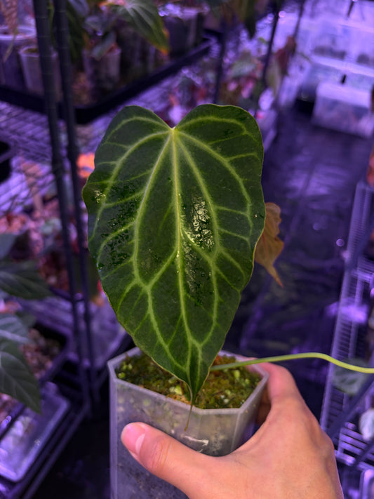 Anthurium clarinervium (mutated) #3