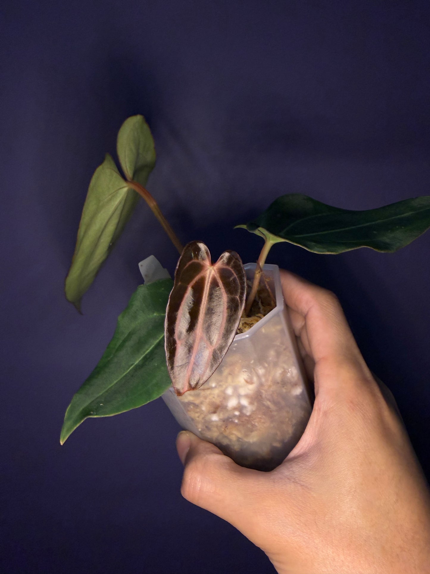 Anthurium carlablackiae (selected)