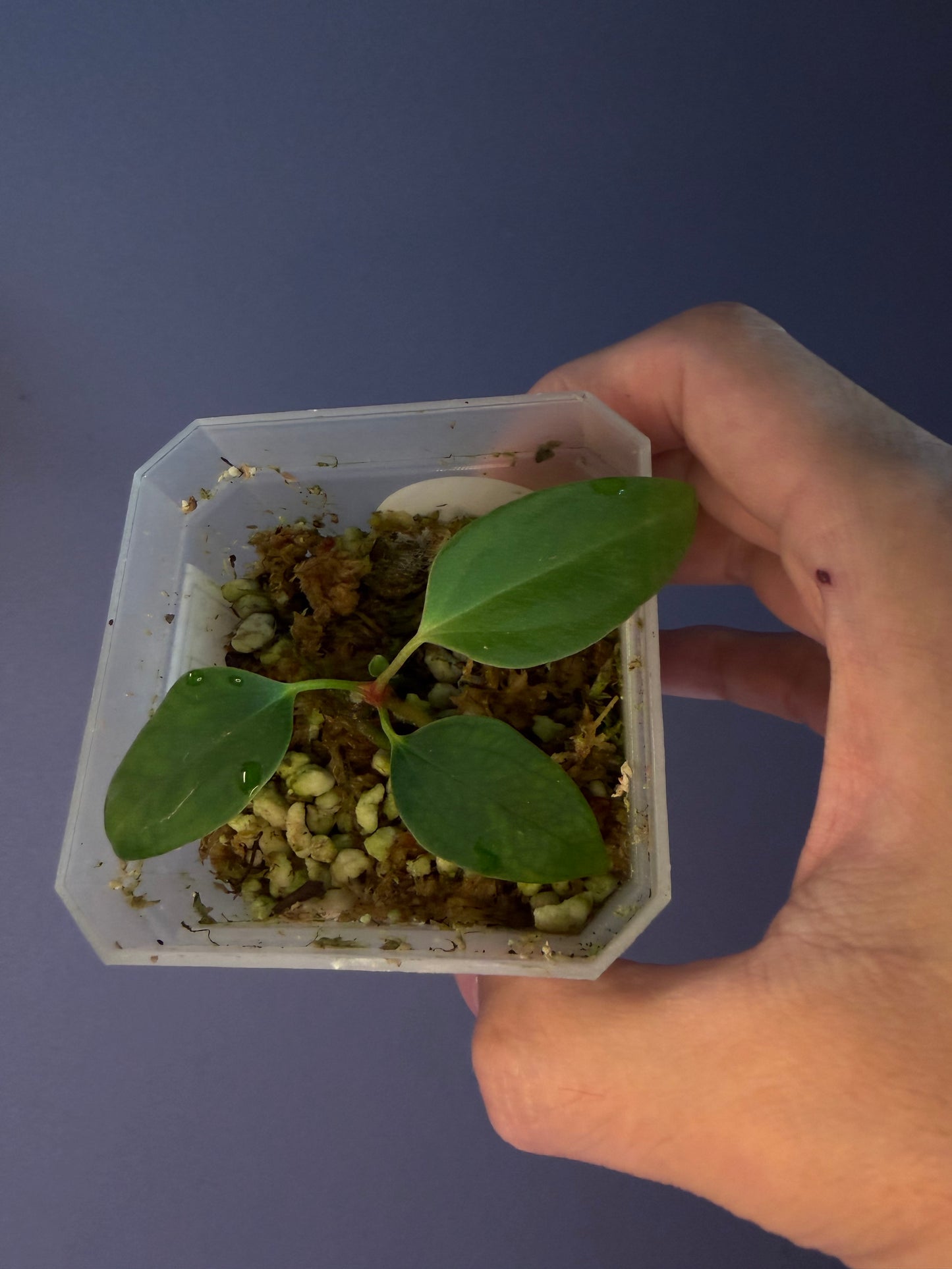 Anthurium portillae ‘Dorito’ S1