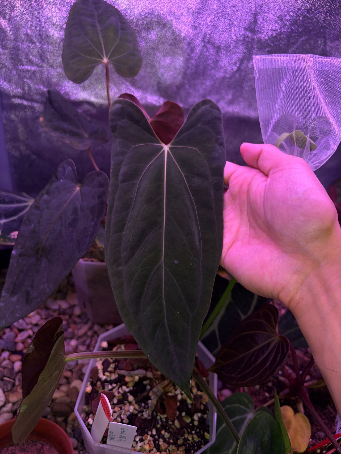 Anthurium papilliaminum 'Fort Sherman' OG clone