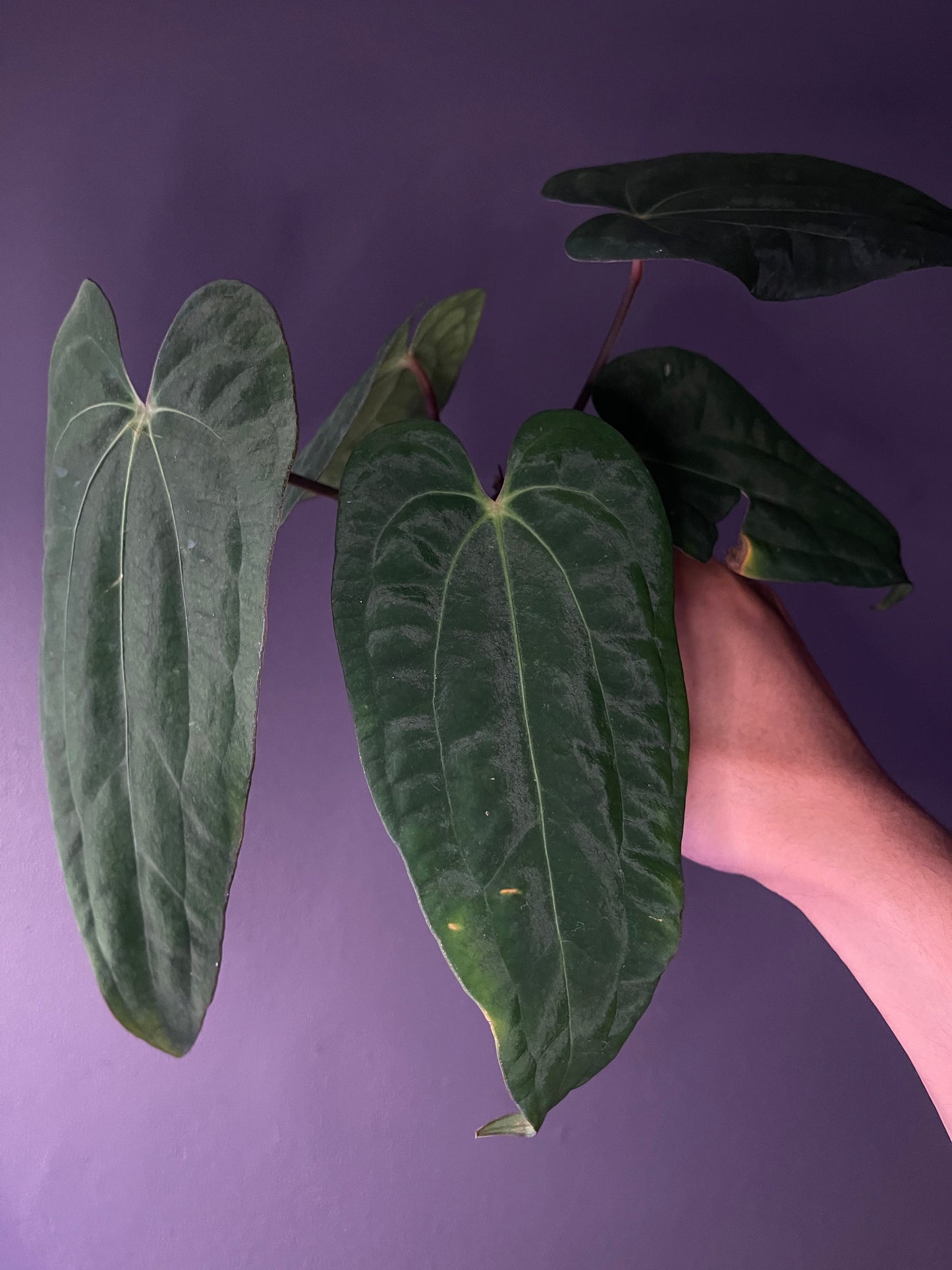 Anthurium Carlablackiae × ‘Red Vein Dark Phoenix’