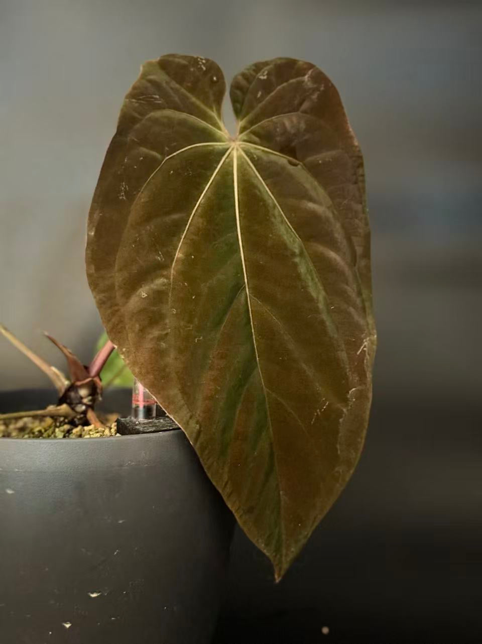 Anthurium BVEP OG1