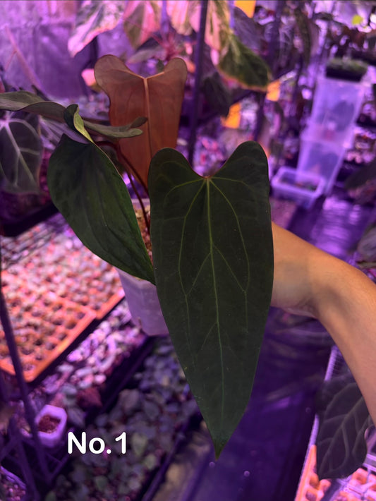 Anthurium ‘Velvet shadow’ × portillae