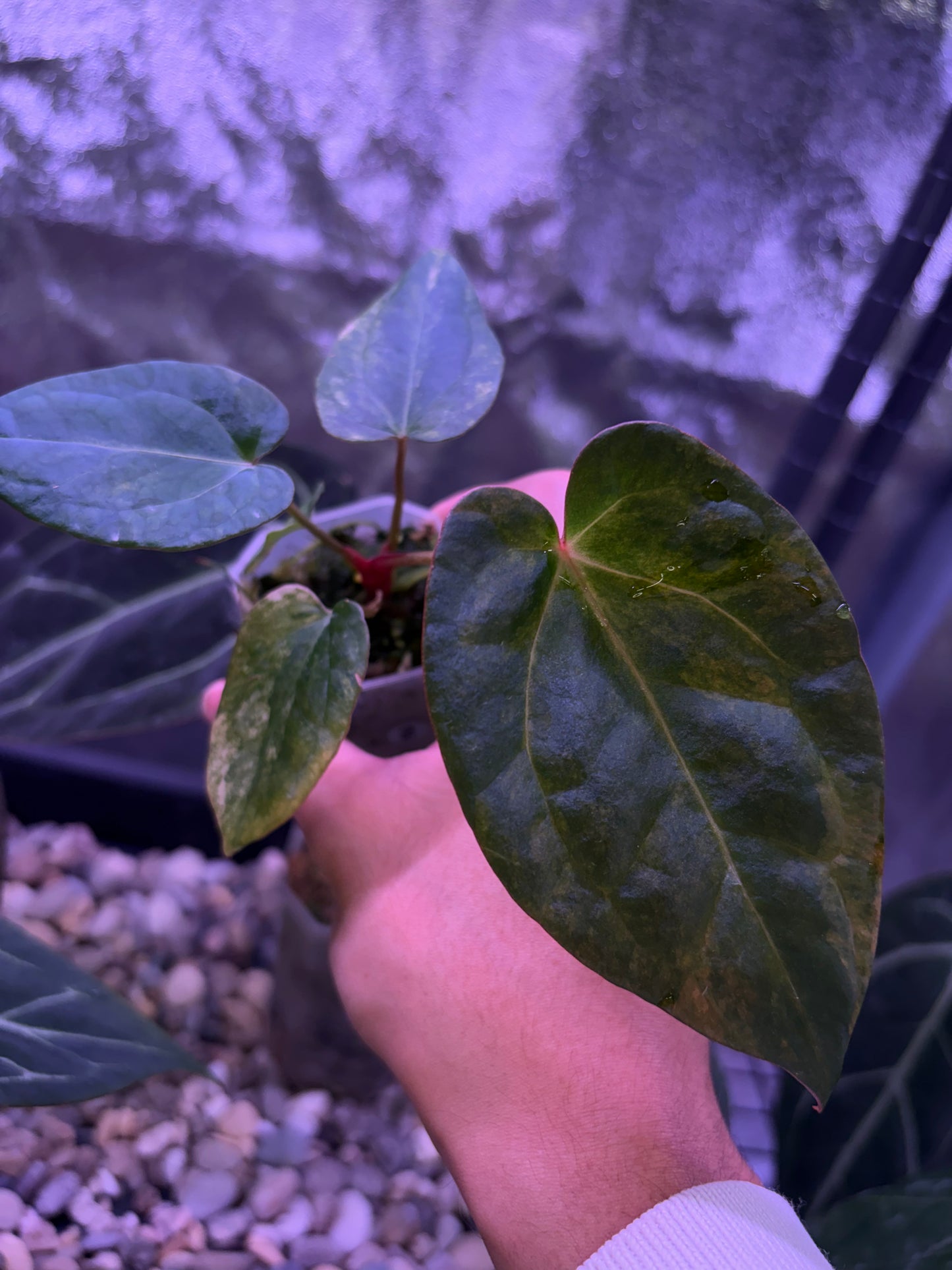 Anthurium forgetii ‘Australia’ var. × ‘Ace of Spades’ (dark form)