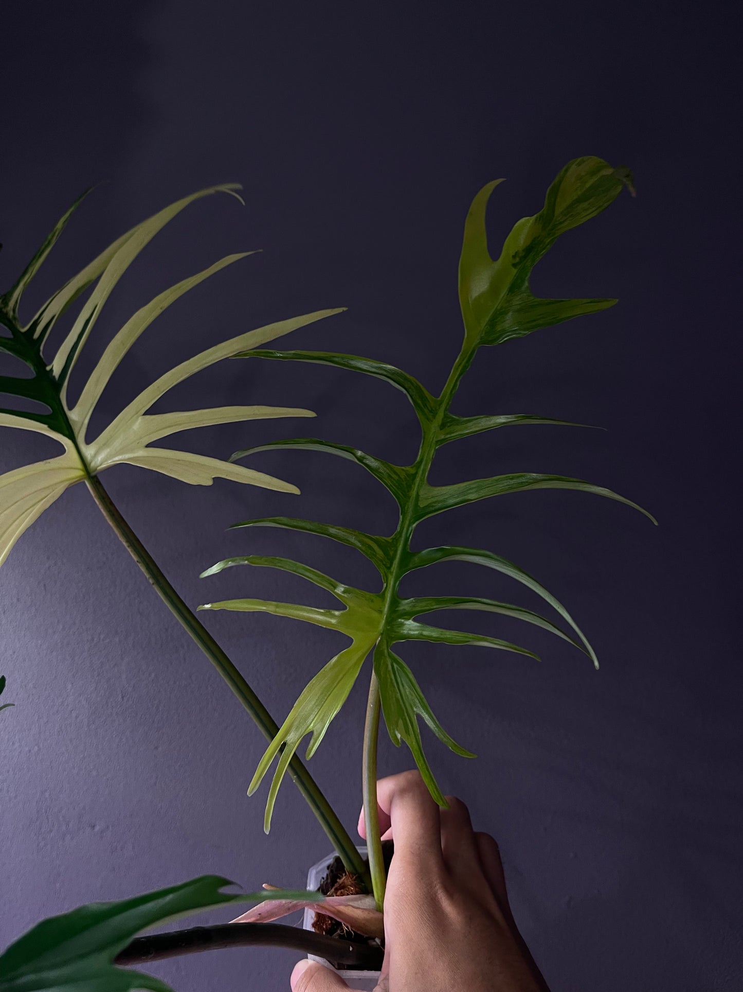 Philodendron Florida Beauty × Tortum Variegata