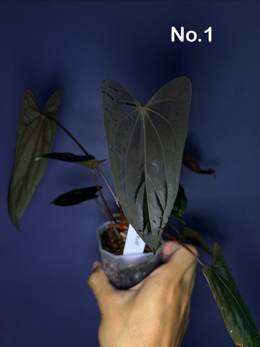 Anthurium Blue Papillilaminum × RVDP - selected
