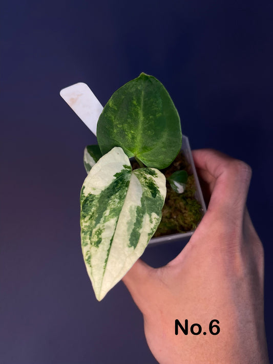 Anthurium papillilaminium variegata × (portillae NSE × ‘Papillilaminum Fort Sherman’)