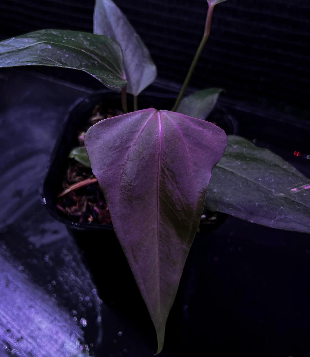 Anthuroom Anthurium 'Black Sweet' アンスリウムブラック Anthuroom Anthurium 'Black Sweet' アンスリウムブラック
