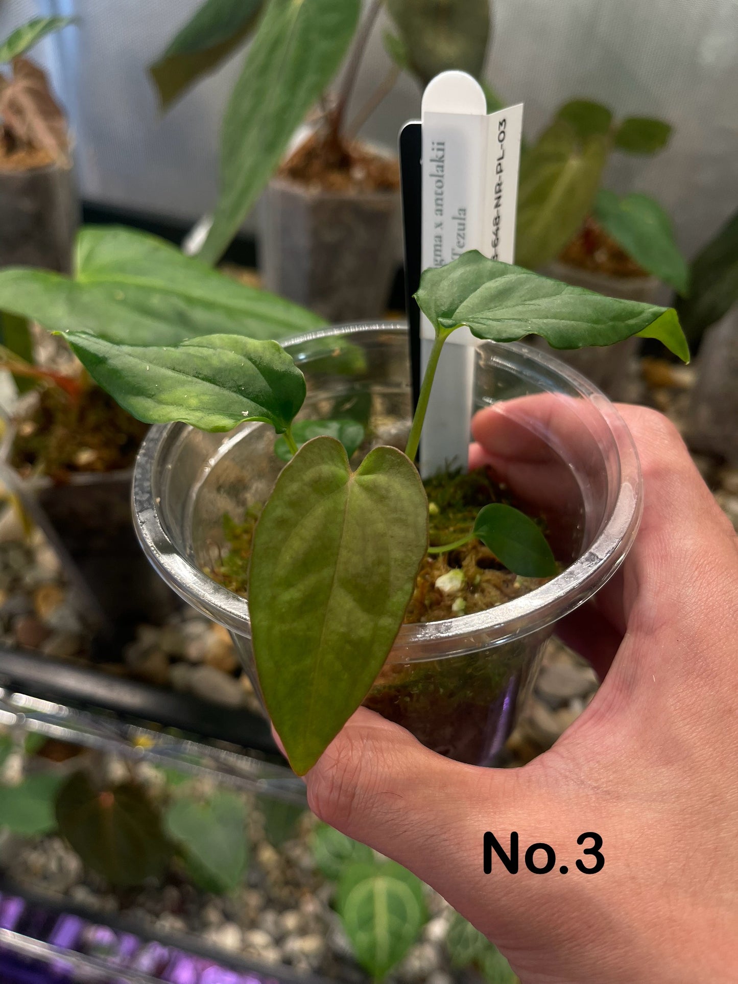 Anthurium ‘Enigma’ × antolakii (Tezula)