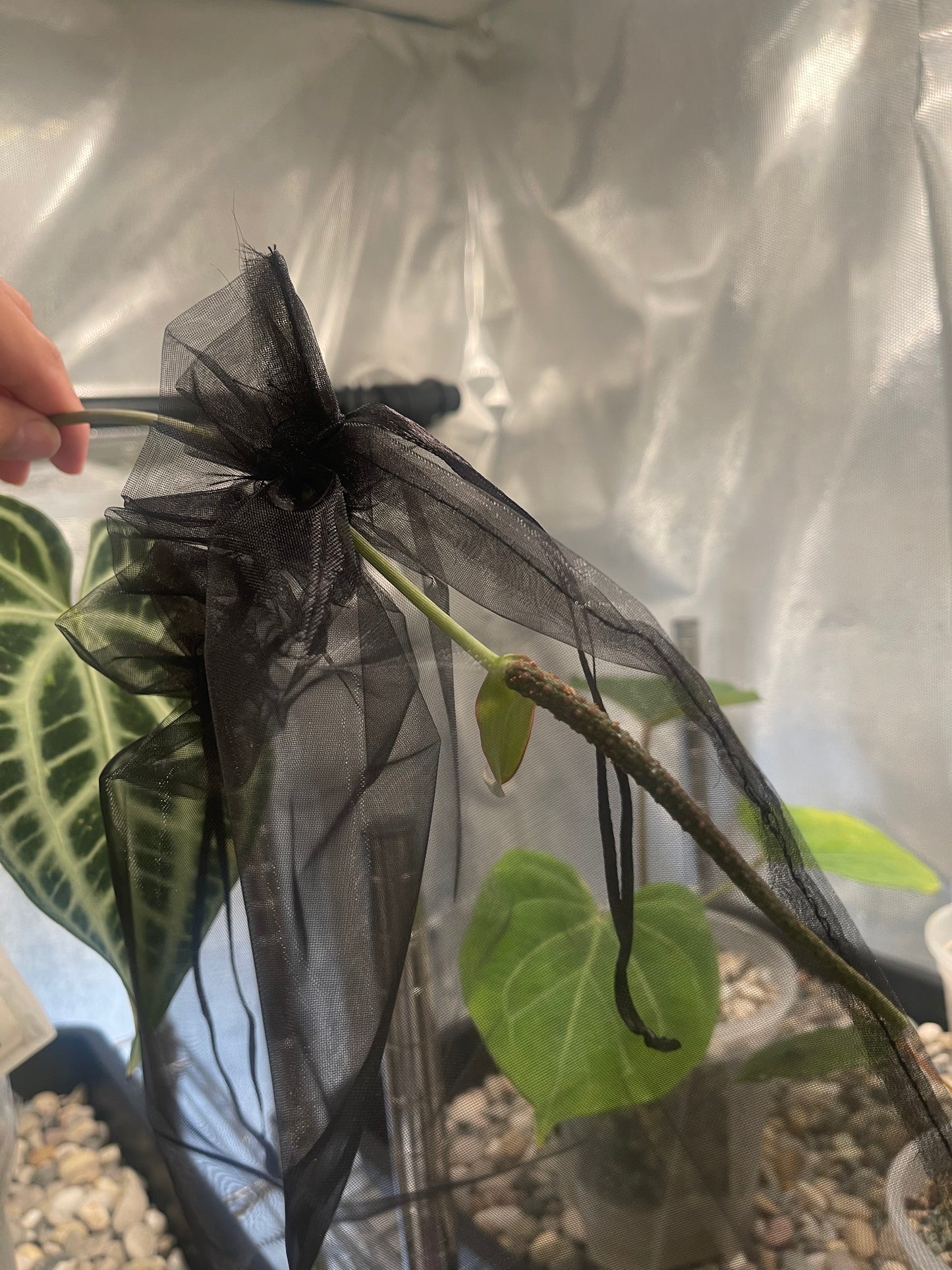 Organza Pouches (5 pcs)