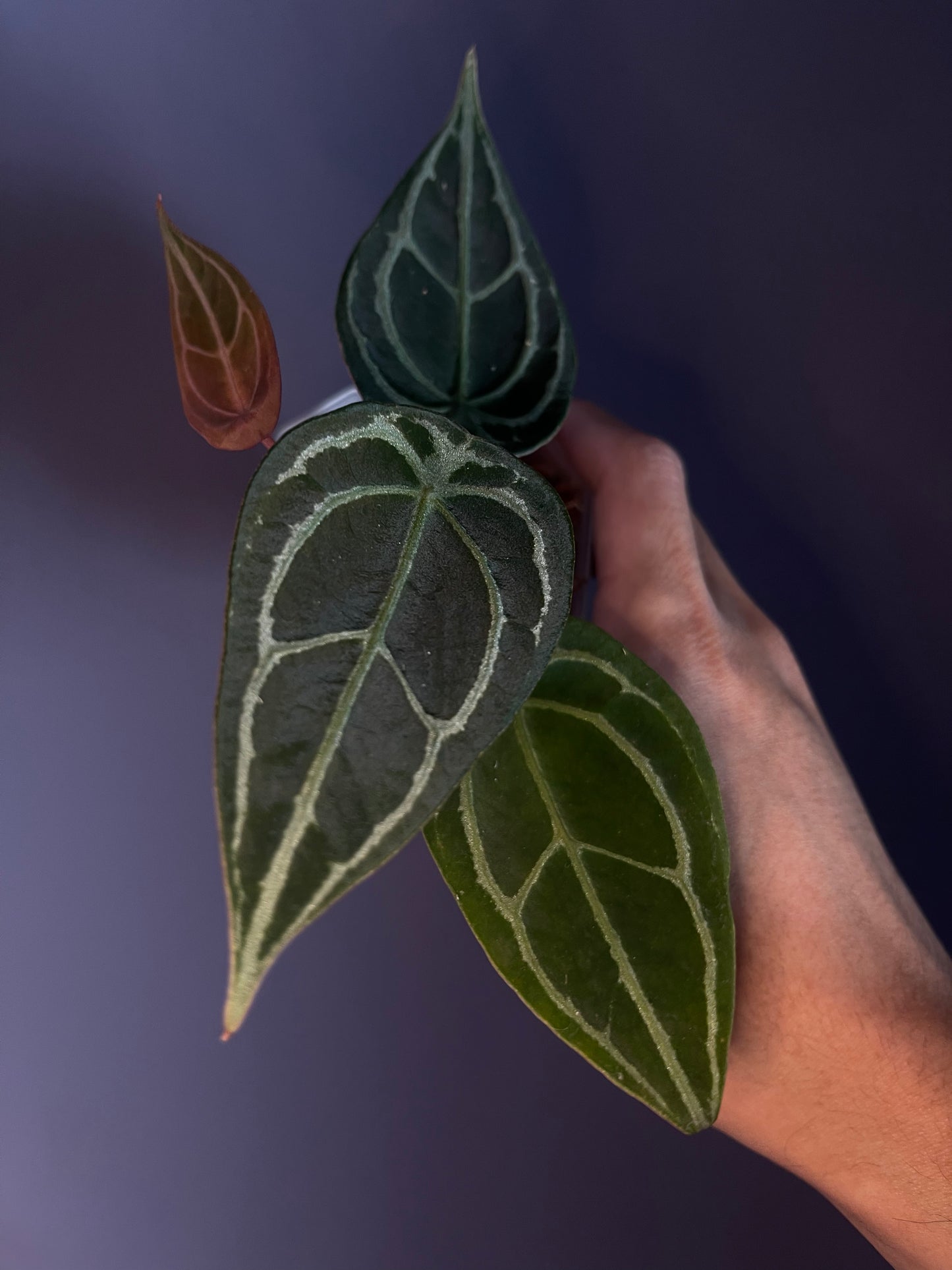 Anthurium ‘Purple Amanda’ (crystallinum × forgetii selected)