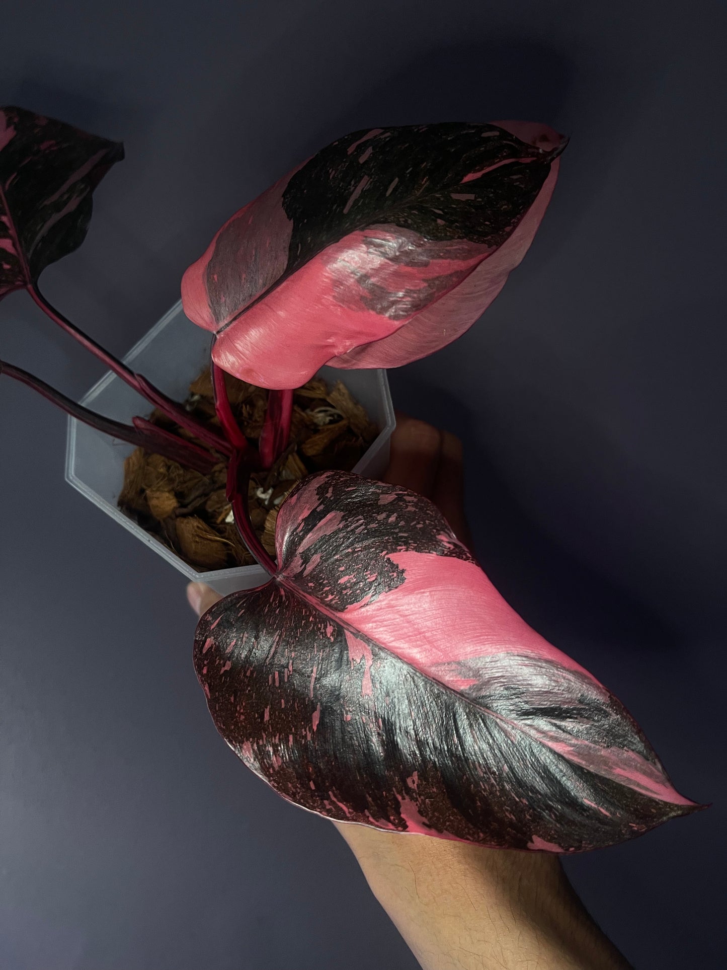 Philodendron Pink Princess Galaxy Variegata